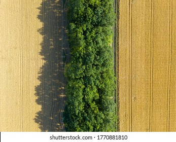 Aerial Landscape Of Summer Wheat And Barley Field Crops For Harvest, Row Of Trees On Farm