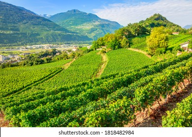 Aerial landscape of terraced vineyards in Sion, capital of canton of Valais, Switzerland. Spectacular scenery of rows of vines growing during the summer. Wine region with popular wine tasting tours. - Shutterstock ID 1818482984