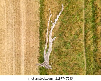 Aerial Landscape View Of Dead Fallen Tree Lying In A Field Bordering An Agricultural Crop Field.