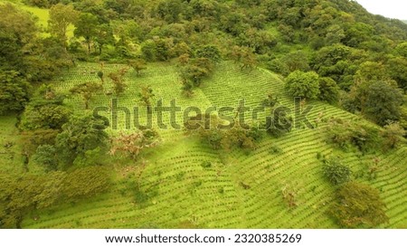 AERIAL: Landscaped coffee plantation in tropical climate of Panamanian highlands. Remarkable view of incredibly aligned coffee plants on large hilly fields thriving in the middle of green rainforest.