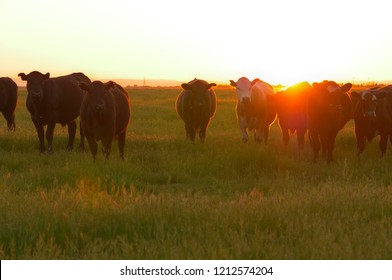 143,853 Cattle Ranch Images, Stock Photos & Vectors | Shutterstock