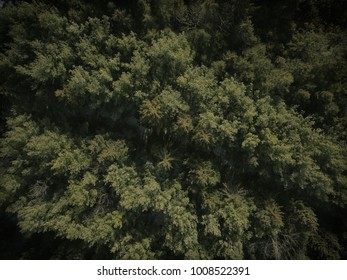 Aerial looking downwards over pine forest during winter - Shutterstock ID 1008522391