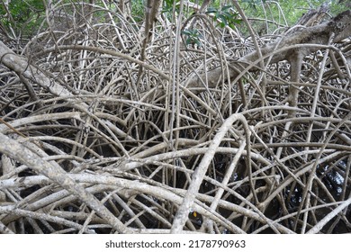 Aerial Mangrove Roots In Maranhão Brazil