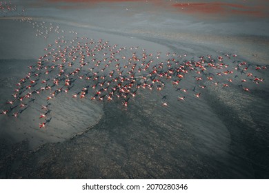 Aerial Migration Birds Herd Going To Ready For Fly