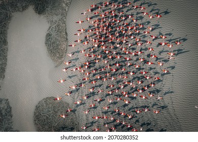 Aerial Migration Birds Herd Going To Ready For Fly