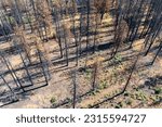 An aerial oblique view of a burned forest.