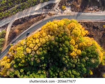 Aerial Overhead Top Down Bird Eye Drone View Of Car Drive Asphlat Rural Country Road Winding Over Beautiful Green Golden Yellow Foliage Tree Woods At Day Time Fall Autumn Season. Nature Trip Travel