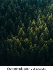 Aerial Overhead View Of Tree Tops In Super Rich Dark Green Color Shot In Spiti.