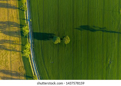 Aerial overhead view of trees in a field.