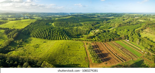 Aerial Panorama Of Agricultural Fields And Macadamia Farm At Sunset In New South Wales, Australia