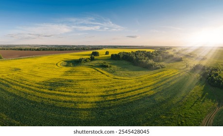 Aerial panorama of expansive, vibrant yellow canola fields in full bloom, stretching across the countryside under a blue sky. - Powered by Shutterstock