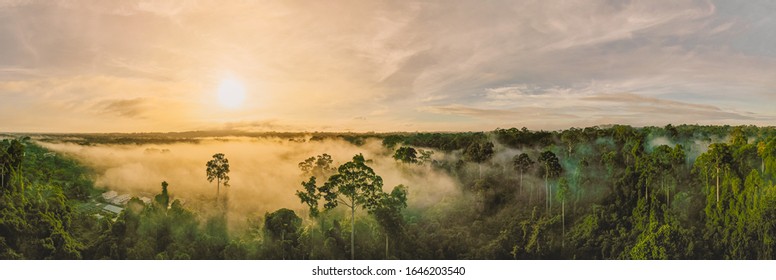 An aerial panorama view of tropical rainforest in morning misty, Stunning sunrise view of Borneo Rainforest