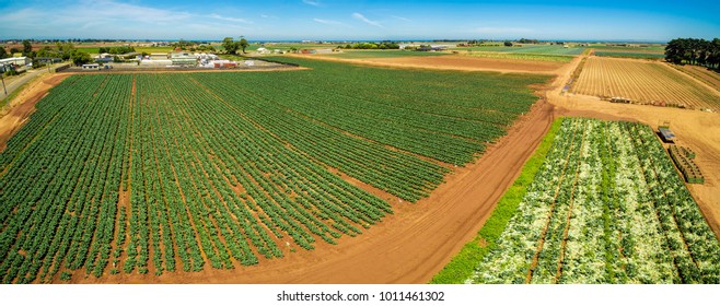 Aerial Panoramic Landscape Of Rows Of Green Crops On Bright Summer Day - Agriculture In Australia