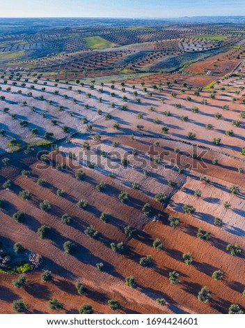 Aerial panoramic view of olive groves, Toledo province, Castilla La Mancha  Autonomous Community, Spain, Europe