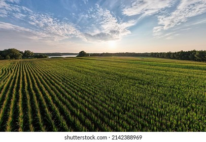 Aerial panoramic view taken by a drone of a Corn field agriculture under a sunset sky. Green nature. Rural farm land in summer. Plant growth. Farming scene. Outdoor landscape. Organic leaf. Crop - Powered by Shutterstock