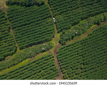 Aerial Of A Papaya Plantation In Big Island, Hawaii. . High Quality Photo