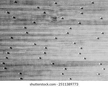 Aerial perspective captures neatly arranged hay bales in a summer field, showcasing the agricultural landscape during harvest season.. Black and white image. - Powered by Shutterstock