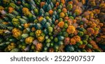 Aerial photo of autumn forest. Colorful trees seen from above.