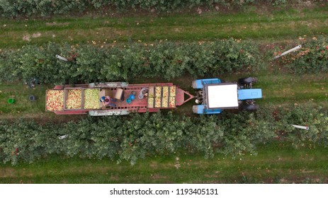 Aerial photo of farmers on tractor driving over apple orchard and picking apples. Harvesting fruits. Many apple trees on a farm - Powered by Shutterstock