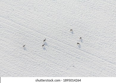Photo aérienne d'un groupe de cerfs dans un champ de neige en Ile-de-France en hiver