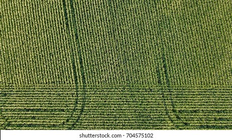 Aerial Photo Over Lines Of Corn Crop Field