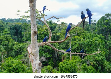 Aerial photo taken with a drone of a group of hyacinth macaw (Anodorhynchus hyacinthinus) in the canopy of a tree in an area of Brazilian Amazon forest.