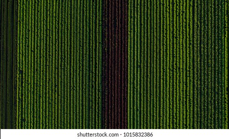 Aerial Photo Of Vegetable Farming In Midwest