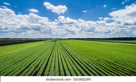 Aerial Photo Of Vegetable Farming In Midwest