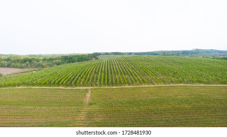 Aerial Photo Of Vegetable Farming In Midwest