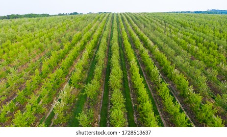 Aerial Photo Of Vegetable Farming In Midwest