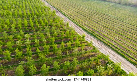 Aerial Photo Of Vegetable Farming In Midwest