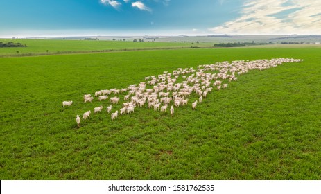 Foto aérea do rebanho de gado nelore branco, pastagem verde no Brasil.