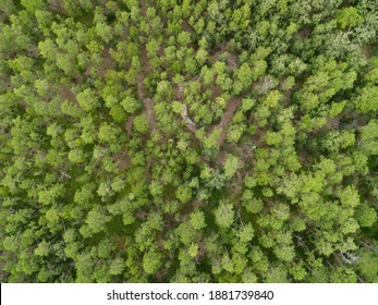 Aerial Photograph Of The New Jersey Pine Barrens