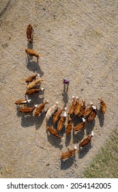 Aerial Photography From A Drone Of A Farmer Herding His Cows