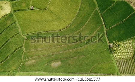 Similar – Aerial view of lush green rice field with small winding canal. Sustainable agriculture landscape. Sustainable rice farming. Rice cultivation. Green landscape. Organic farming. Sustainable land use.