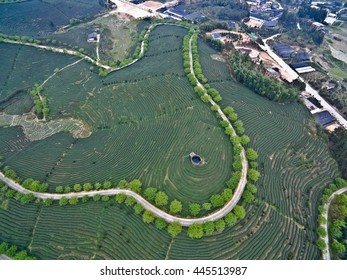 Aerial photography at Spring mountain tea garden landscape with winding road