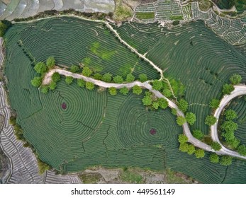 Aerial Photography At Spring Mountain Tea Garden Landscape With Winding Road