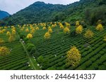 Aerial photography of tea picking scenery in spring at Yingde Tea Garden in Qingyuan, Guangdong