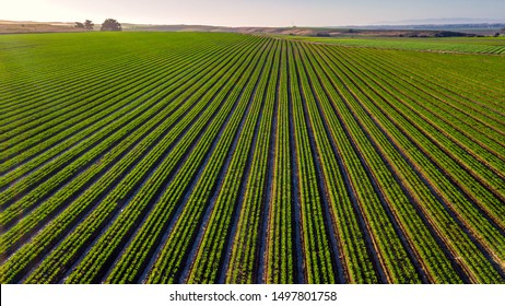 Aerial Photos Above A Vineyard In Southern California Along The 101 Highway. 