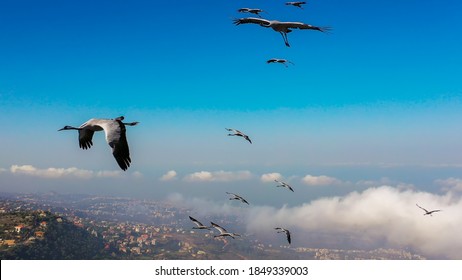 Aerial Photos Of The Common Crane Birds During The Migration Season