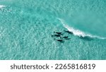 Aerial picture of dolphins playing in the shallow waters of Esperance, Western Australia.