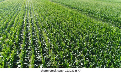 Maize Production Images, Stock Photos & Vectors | Shutterstock