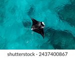 Aerial picture of a reef manta ray swimming in the blue shallow water. Black and white mobula. Wildlife in Exmouth, Ningaloo, Western Australia. Ocean drone picture, beautiful marine life.