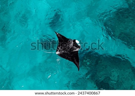 Aerial picture of a reef manta ray swimming in the blue shallow water. Black and white mobula. Wildlife in Exmouth, Ningaloo, Western Australia. Ocean drone picture, beautiful marine life.