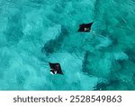 Aerial picture of two manta rays swimming together in the blue shallow water of Exmouth. Beautiful marine life. Wildlife in Ningaloo reef, Western Australia. Amazing wildlife moment.