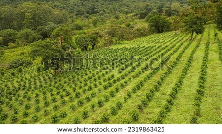 AERIAL: Remarkable view of incredibly aligned coffee plants on large hilly field thriving in the middle of green rainforest. Landscaped coffee plantation in tropical climate of Panamanian highlands.