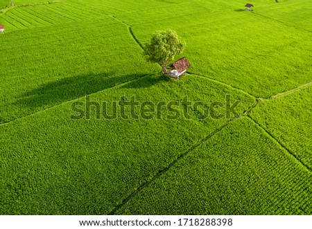Aerial rice field with beautiful landsacpe and coconut tree, wooden house, farmers in foggy sunlight morning. Aerial Paddy Field