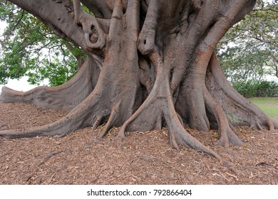 Human Tree Stock Photo 38358337 