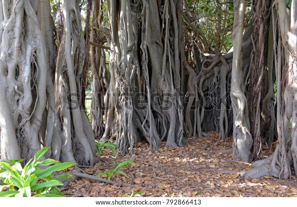 aerial-roots-roots-banyan-tree-ficus-stock-photo-792866413-shutterstock