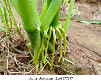 The Aerial Roots Of The Corn Plant.